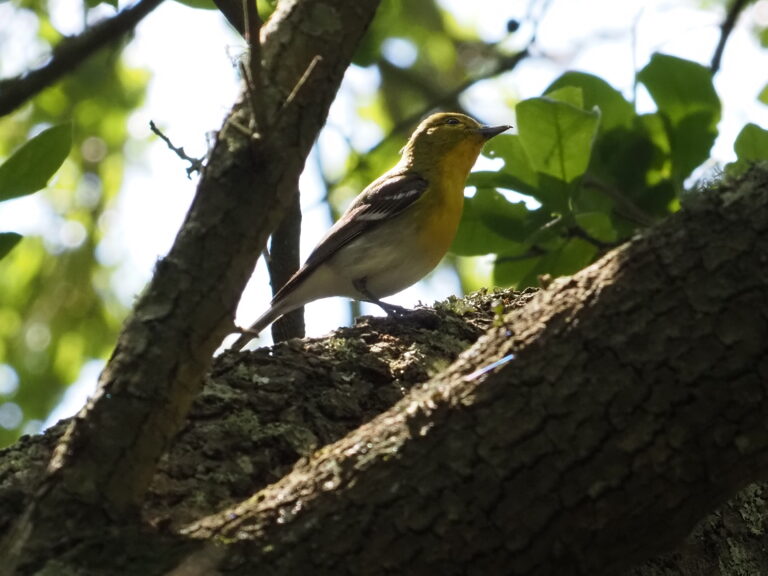 Dacha Sparrows & Migrants