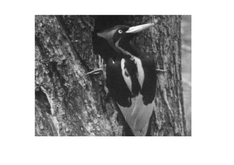 Ivory-billed Woodpecker ?