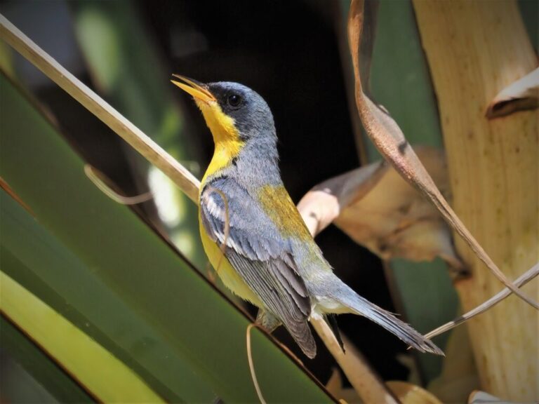 Tropical Parula