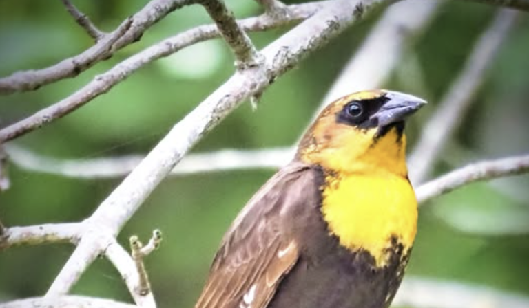 Yellow-headed Blackbird