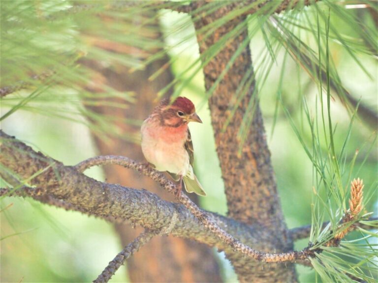 Cassin’s Finch