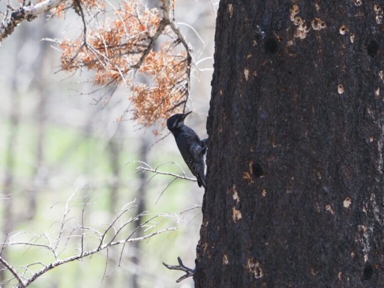 Black-backed Woodpecker