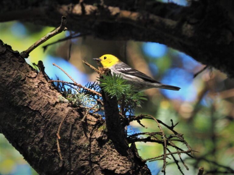 More Breeding Birds of Oregon