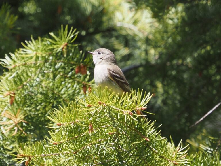 Remember Your Empids ?