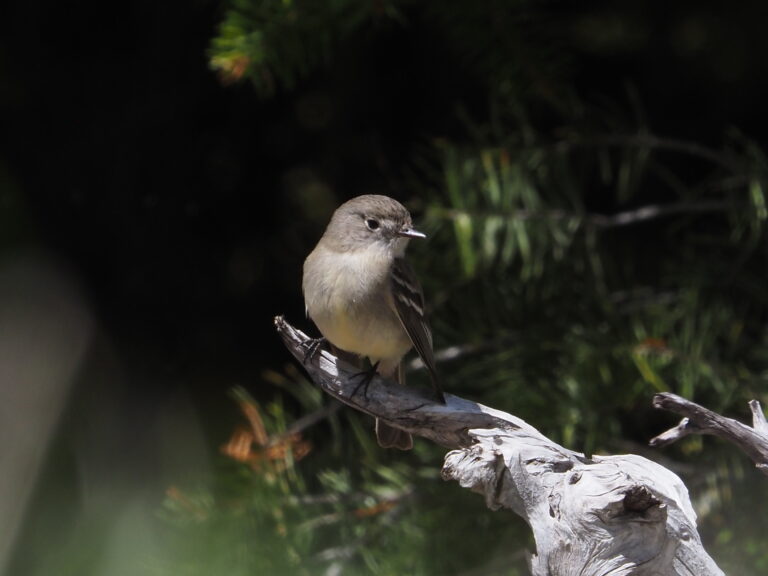 “Thar be Empids…..”