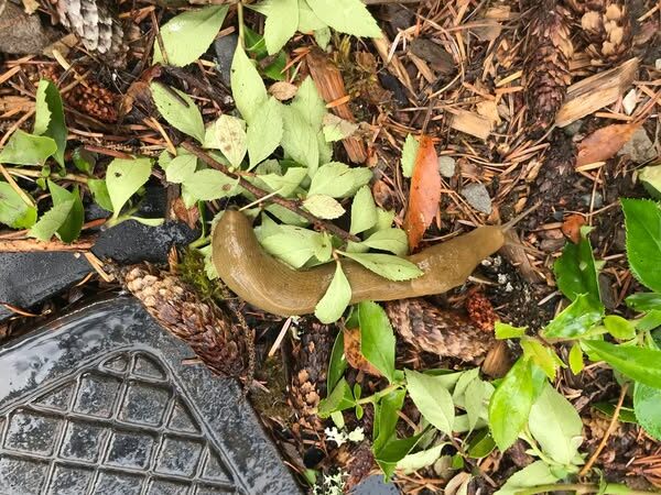 Banana Slug