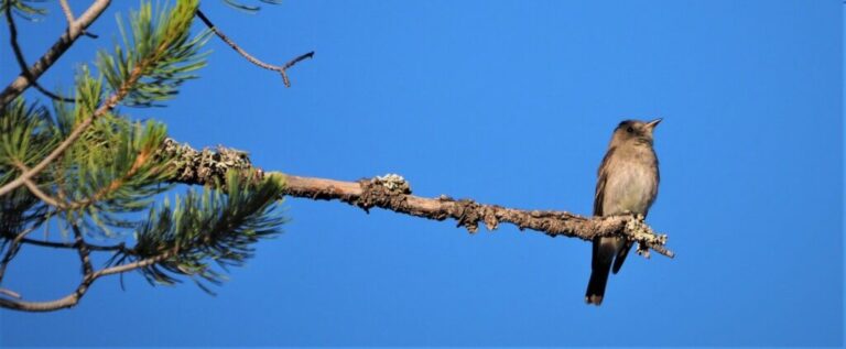 Davis Mountains Birds