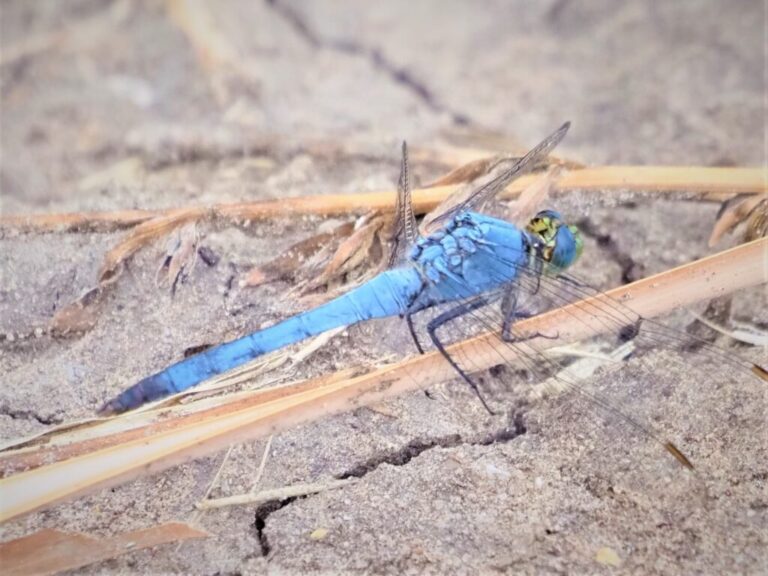 Insects Sandia Wetlands