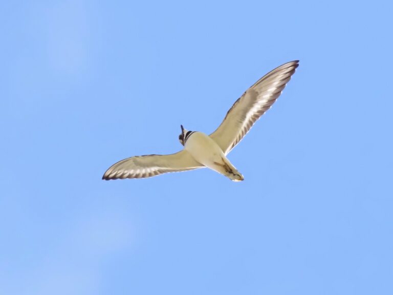 Cedar Point Lake Buchanan