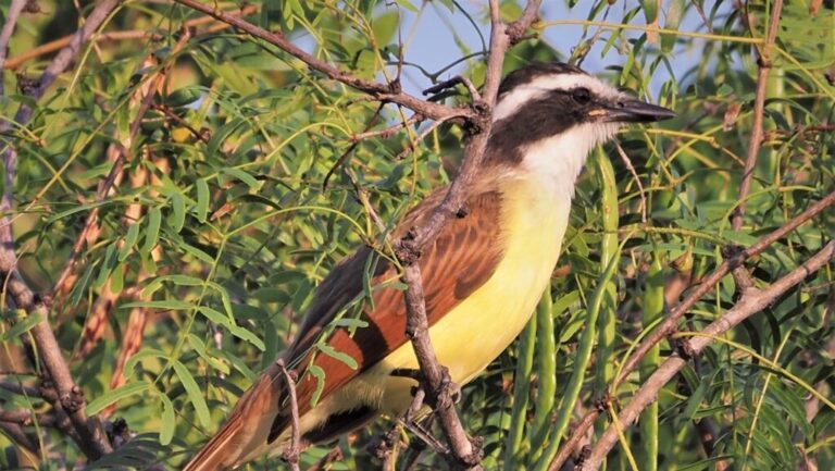 Shorebird Class Field Trip to Corpus 2022
