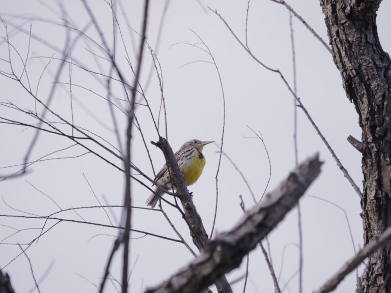 Meadowlarks