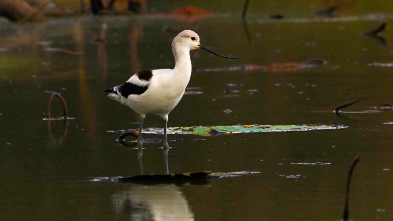 Shorebirds at Hornsby