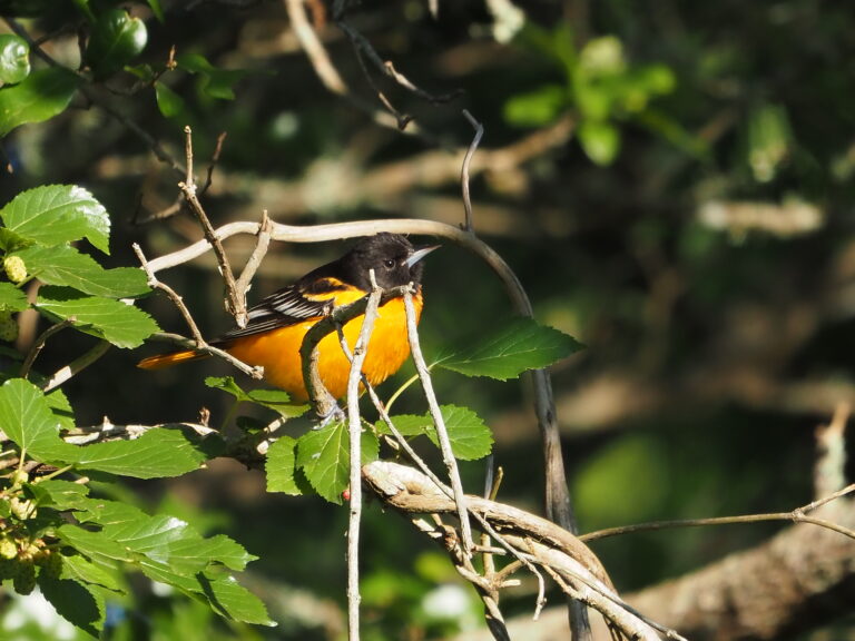 Shorebirds Class Field Trip 2022