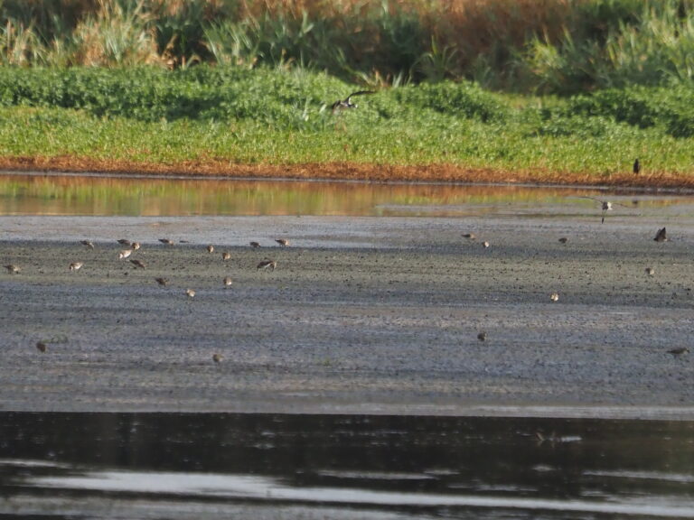 Shorebirds at Hornsby