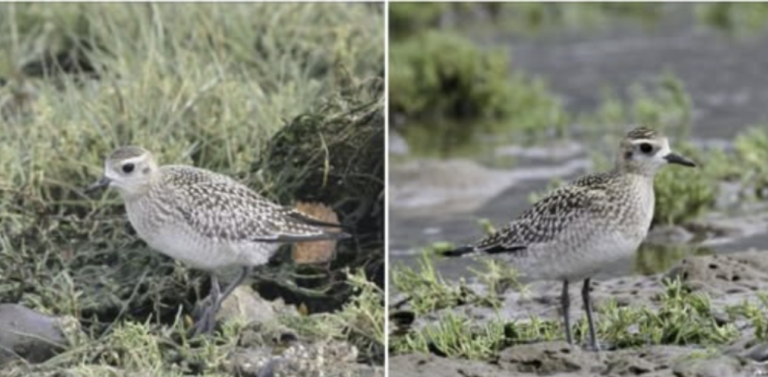 Pacific vs American  Golden Plover
