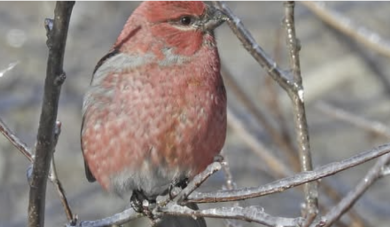 Winter Finch Forecast 2022