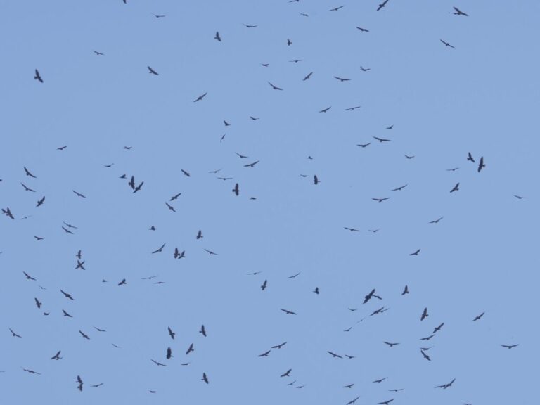 Swainson’s Migration