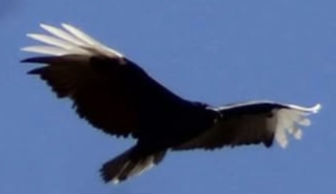 Odd Plumage Turkey Vulture