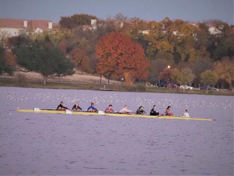 Gulls on White Rock Lake