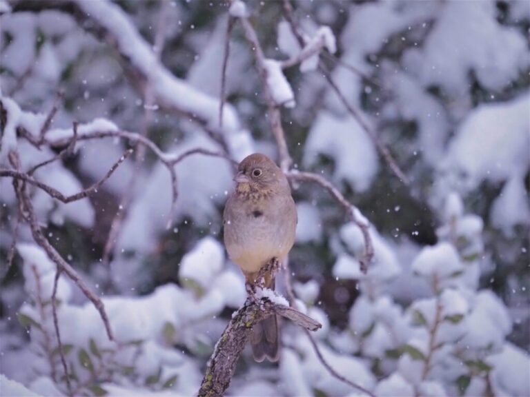 Davis Mountains Birds in Snow