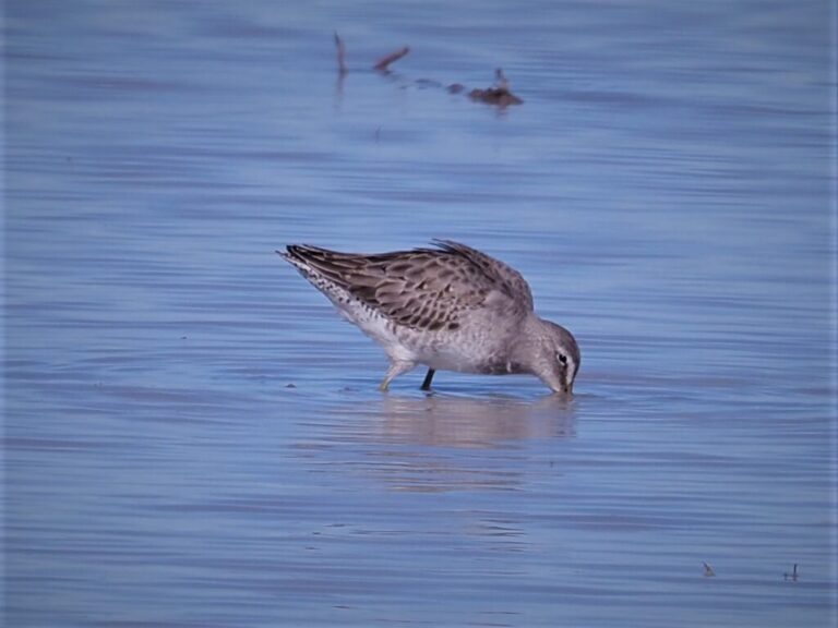 Granger Lake Shorebirds