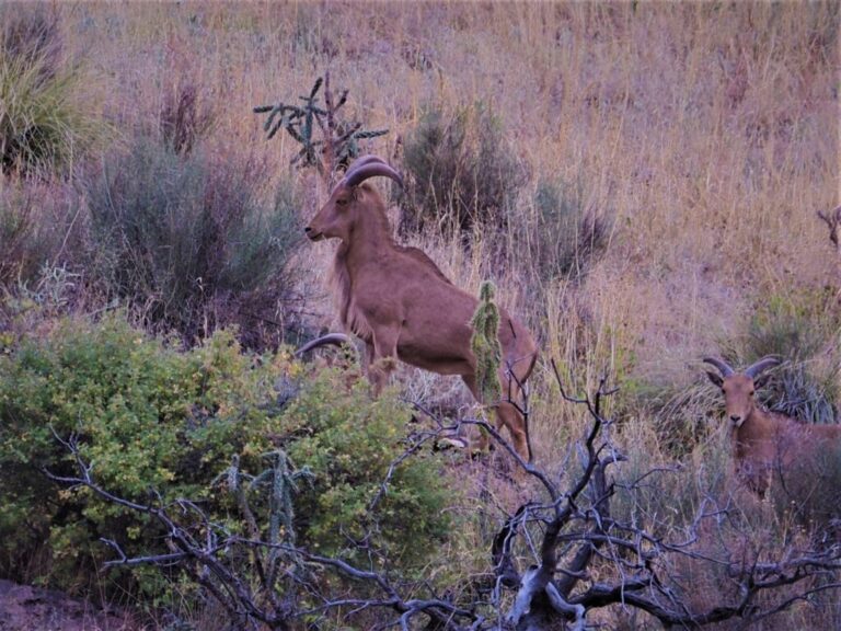 Davis Mountains Mammals and Weather