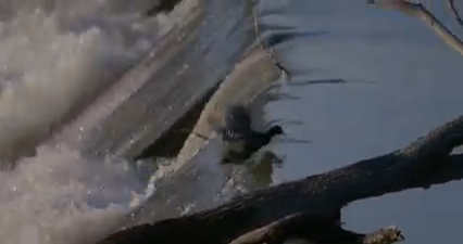 Coot White Rock Lake