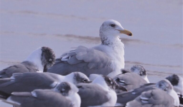 California Gull Field Trip 2023