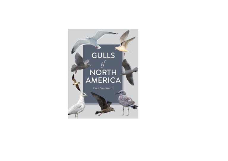 A New Gulls Book