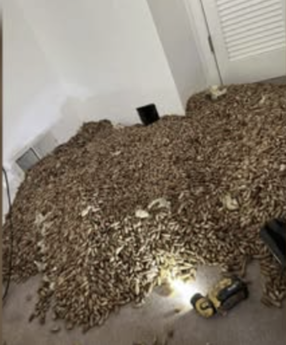 Acorn Woodpecker Storage