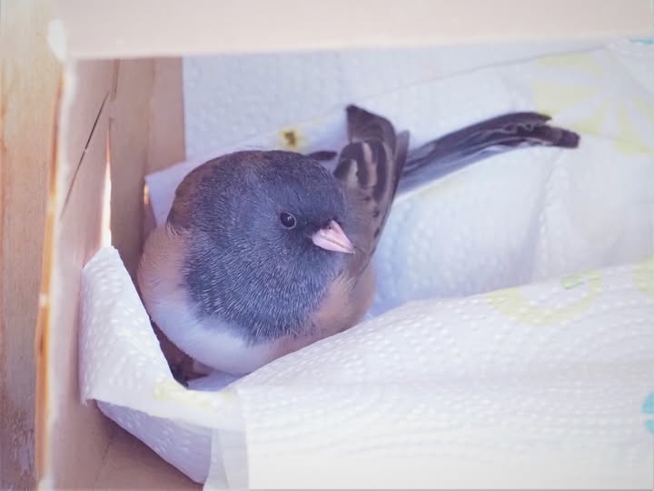 Dark-eyed Junco Colorado