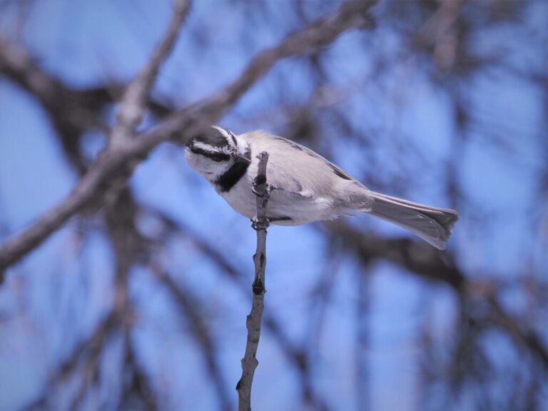 Colorado Birds