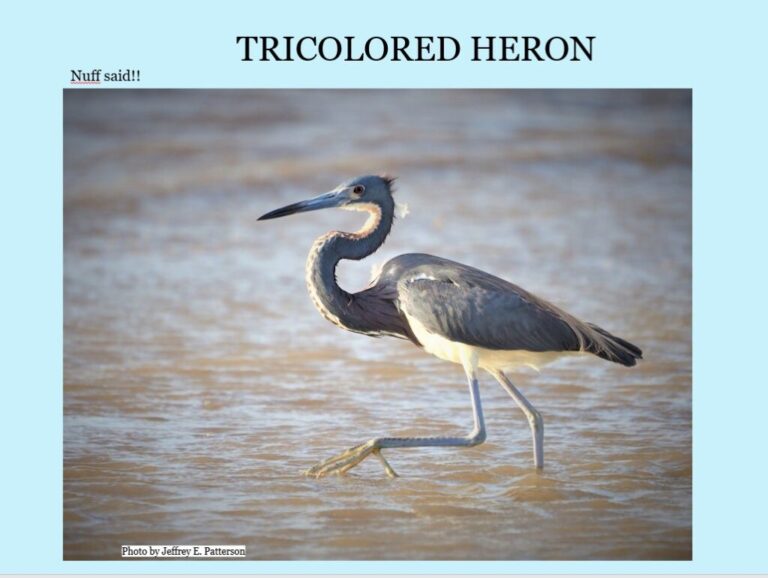 Herons & Egrets More