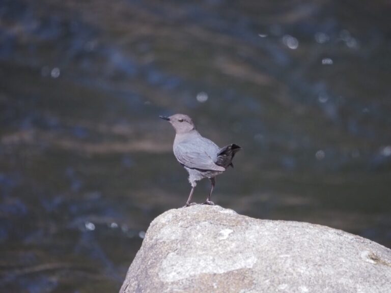 Dipper Colorado