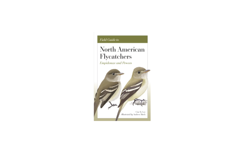 North American Flycatchers Empidonax and Pewees