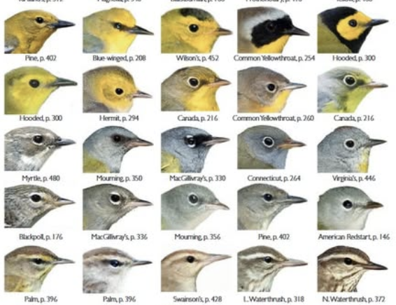 Warbler Faces