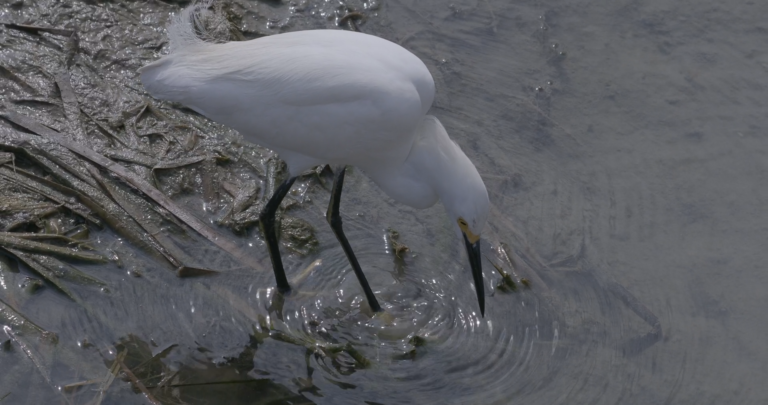 Herons & Egrets Feeding Behaviors