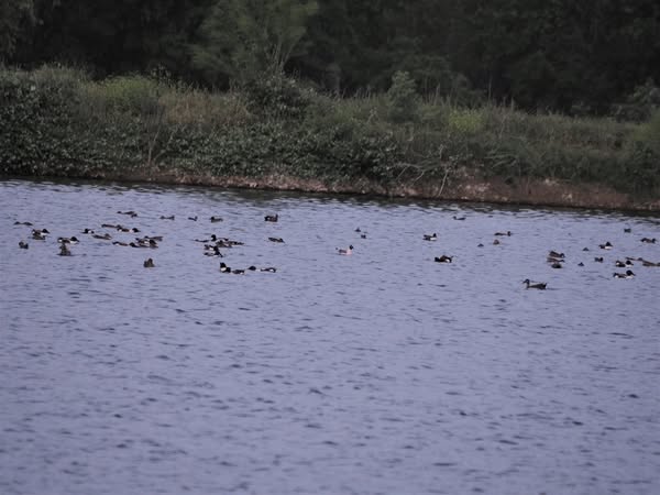 Franklin’s Gull Hornsby