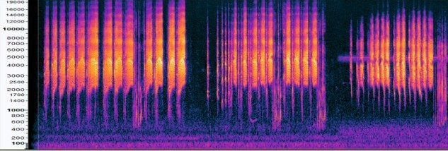 High Island Prep Grackles