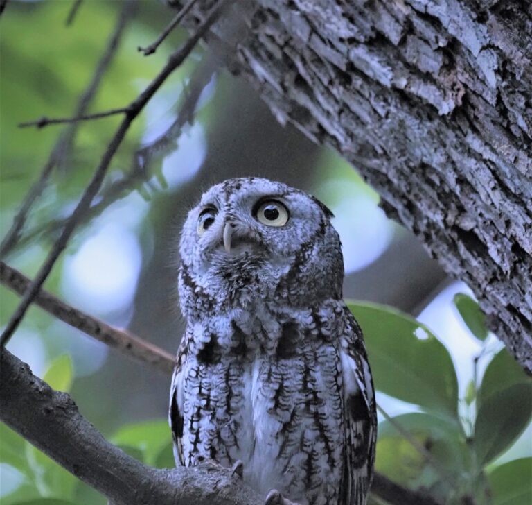 Screech Owl Hyde Park