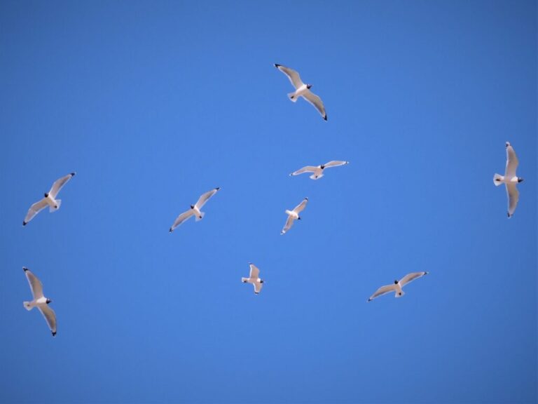 Buckee’s National Wildlife Refuge (gulls)