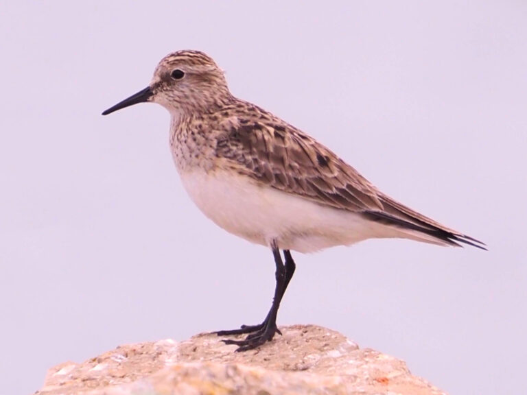 Upcoming Travis Audubon Classes