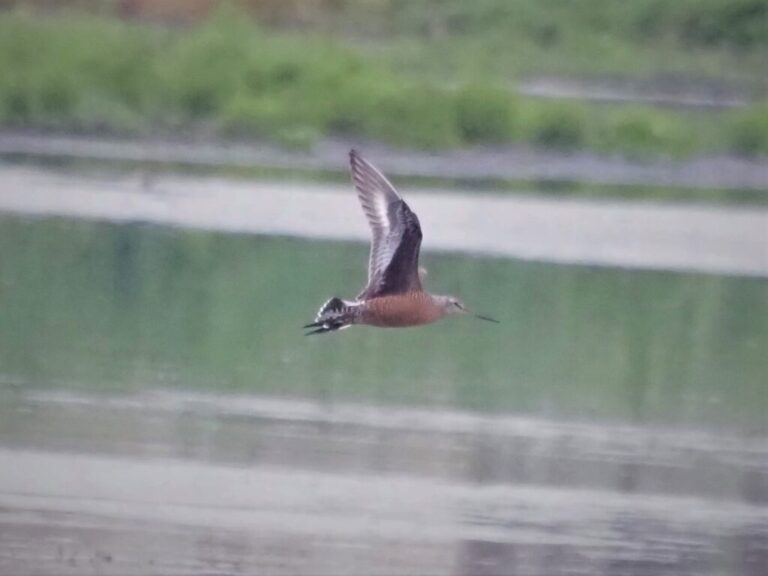 Hudsonian Godwit Hornsby