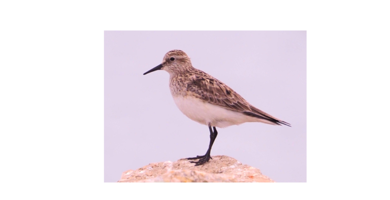 Baird’s Sandpiper