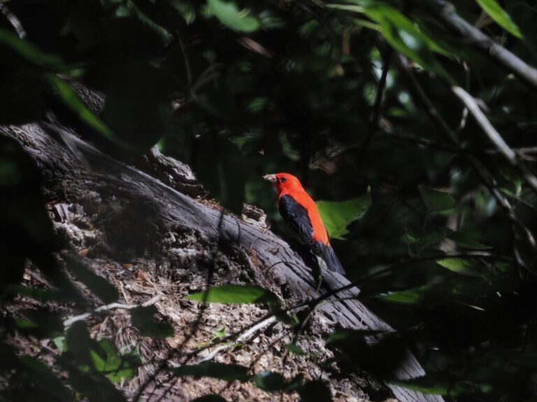 High Island Termite Hatch