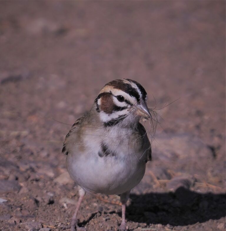 Lark Sparrow