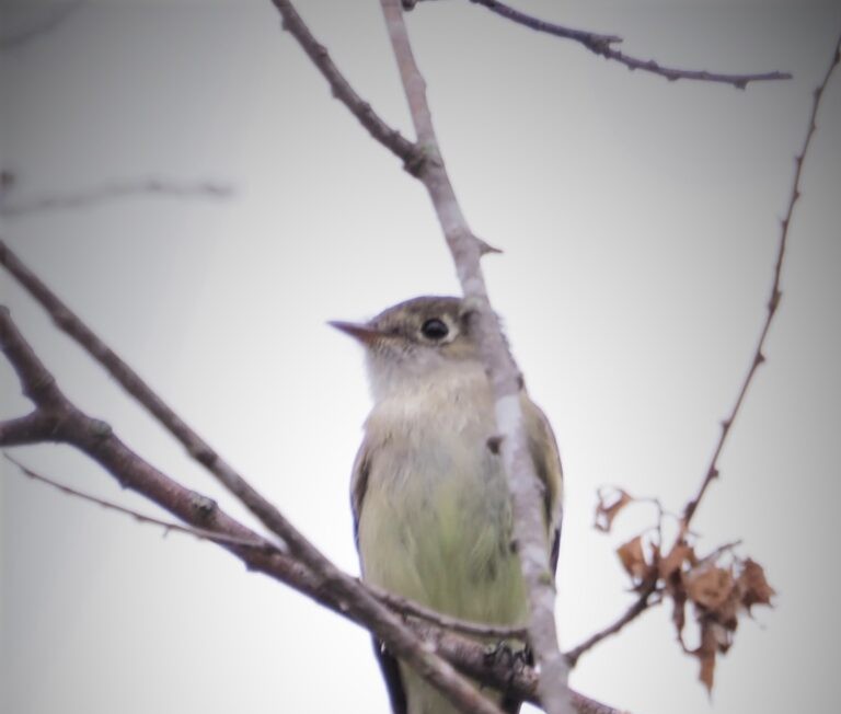 Hornsby Field Trip Empids Class