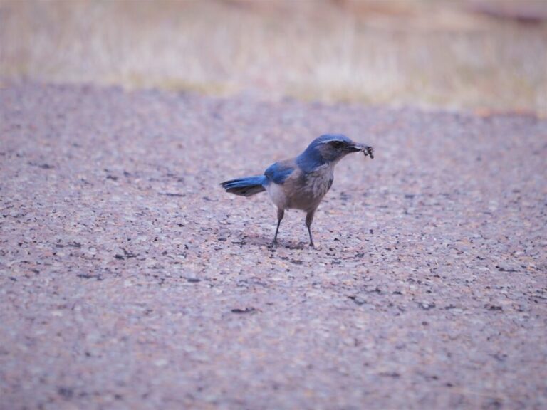 Ant Hatch Davis Mountains