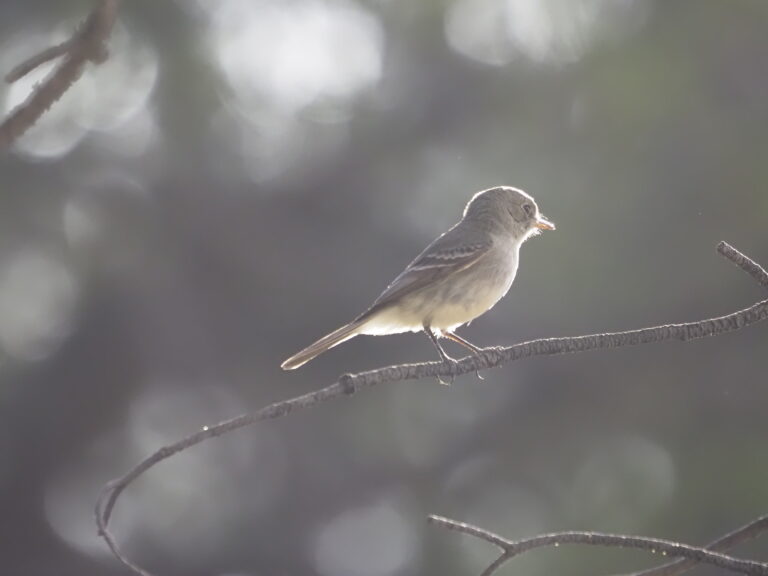 Gray Flycatcher