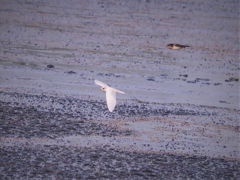 Leucistic Barn Swallow Hornsby